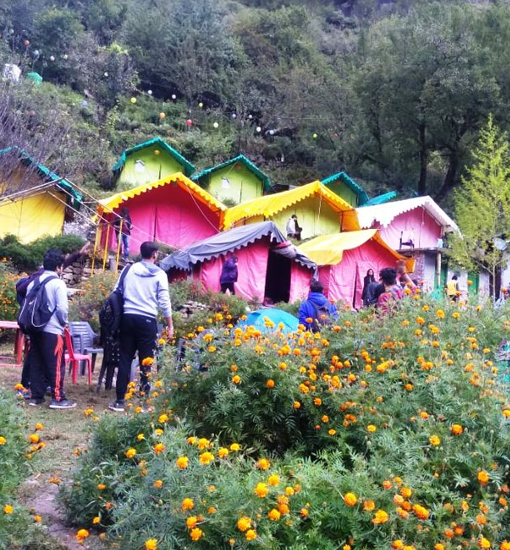 Forest Camp